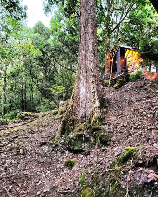 Unicorn Lodge: Direct Riverfront : Unique Experience San Gerardo de Dota Bagian luar foto