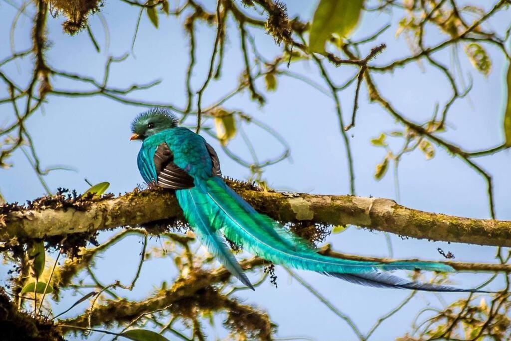 Unicorn Lodge: Direct Riverfront : Unique Experience San Gerardo de Dota Bagian luar foto